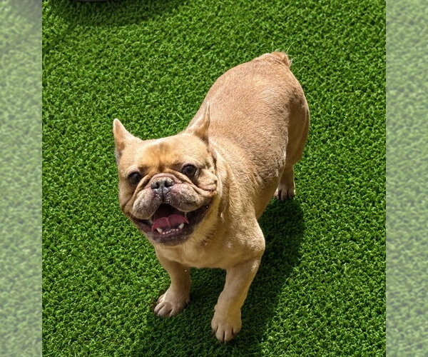 Medium Photo #1 French Bulldog Puppy For Sale in Valrico, FL, USA