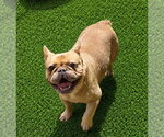 Small French Bulldog