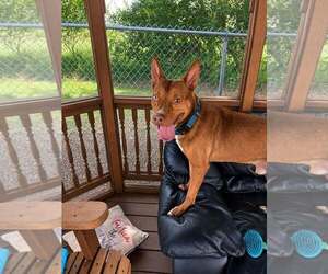 Siberian Husky-Unknown Mix Dogs for adoption in Martinsburg, WV, USA