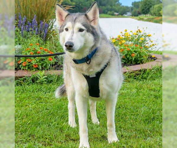 Medium Photo #2 Siberian Husky Puppy For Sale in Omaha, NE, USA