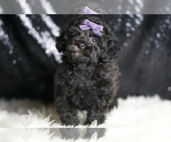Medium Photo #4 Poodle (Toy) Puppy For Sale in WARSAW, IN, USA