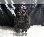 Small #3 Poodle (Toy)