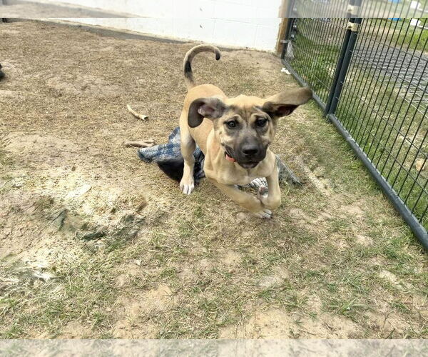 Medium Photo #11 Anatolian Shepherd-Rhodesian Ridgeback Mix Puppy For Sale in Higley, AZ, USA