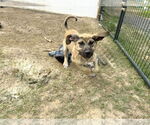 Small #10 Anatolian Shepherd-Rhodesian Ridgeback Mix
