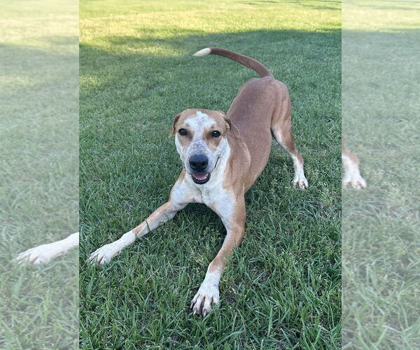 Medium Photo #1 Labrador Retriever-Unknown Mix Puppy For Sale in Eastman, GA, USA