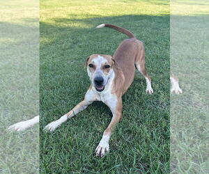 Labrador Retriever-Unknown Mix Dogs for adoption in Eastman, GA, USA