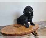 Small Photo #7 Miniature Bernedoodle Puppy For Sale in CUBA CITY, WI, USA