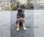 Puppy Fern German Shepherd Dog