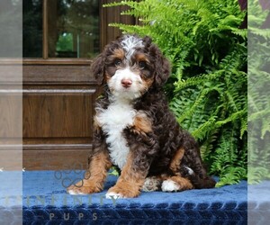 Bernedoodle (Miniature) Puppy for sale in NARVON, PA, USA