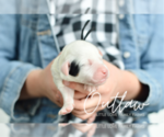 Puppy 4 Miniature Bernedoodle