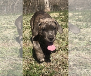 Cane Corso Puppy for sale in WELLSTON, OK, USA