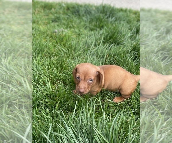 Medium Photo #2 Dachshund Puppy For Sale in VANCOUVER, WA, USA