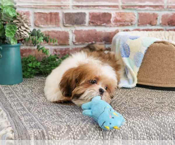Medium Photo #4 Shih Tzu Puppy For Sale in SYRACUSE, IN, USA