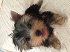 Small Photo #1 Yorkshire Terrier Puppy For Sale in JACKSONVILLE, FL, USA