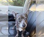 Small #1 Chihuahua Mix