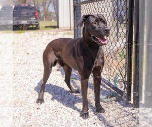 Labrador Retriever-Unknown Mix Dogs for adoption in Waco, TX, USA