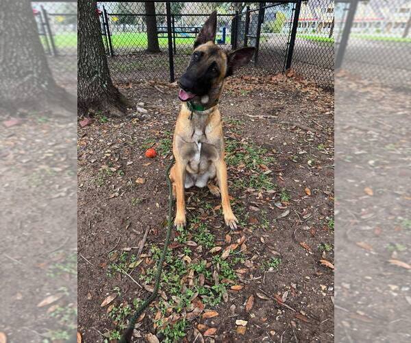 Medium Photo #2 German Shepherd Dog-Unknown Mix Puppy For Sale in Imlay City, MI, USA