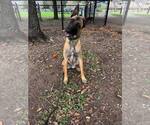 Small #1 German Shepherd Dog Mix