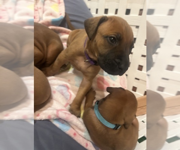 Medium Photo #8 Rhodesian Ridgeback Puppy For Sale in RIVERSIDE, CA, USA