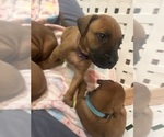 Small #7 Rhodesian Ridgeback