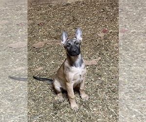 Belgian Malinois Puppy for sale in CHARLOTTE, NC, USA