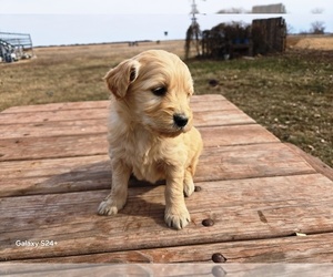 Goldendoodle Puppy for sale in LEON, KS, USA