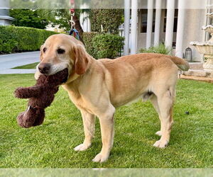Labrador Retriever Dogs for adoption in Clovis, CA, USA