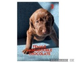 Puppy 4 Labradoodle