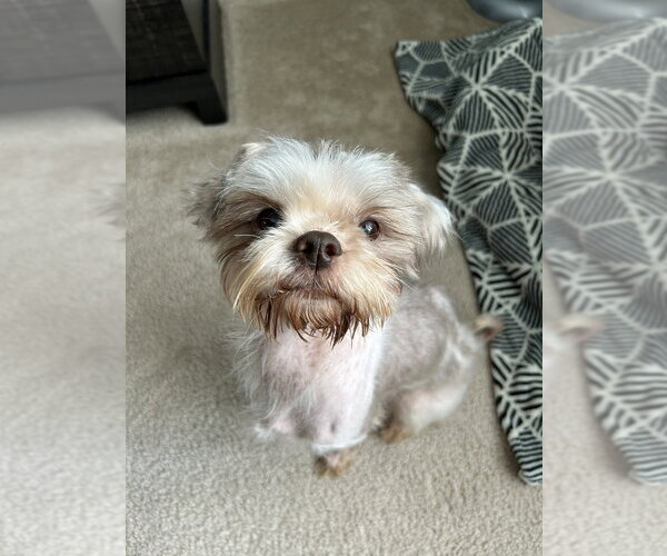 Medium Photo #3 Shih Tzu-Unknown Mix Puppy For Sale in Mundelein, IL, USA