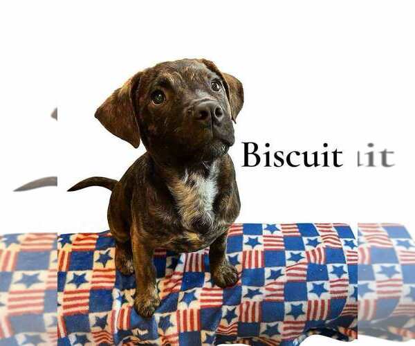 Medium Photo #2 Labrador Retriever-Unknown Mix Puppy For Sale in New York, NY, USA