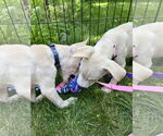 Small Photo #6 Catahoula Leopard Dog-Unknown Mix Puppy For Sale in Oakhurst, NJ, USA