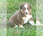 Theo - Male Australian Shepherd Puppy for Sale - Photo #4