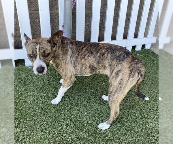Medium Photo #1 Staffordshire Bull Terrier-Unknown Mix Puppy For Sale in Modesto, CA, USA