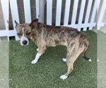 Small Staffordshire Bull Terrier Mix