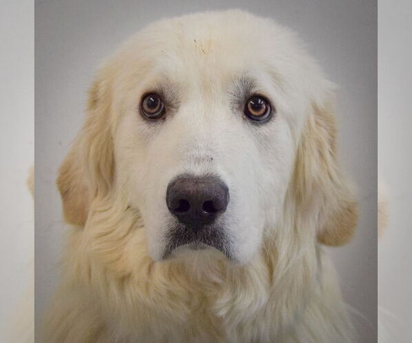 Medium Photo #5 Great Pyrenees Puppy For Sale in Huntley, IL, USA
