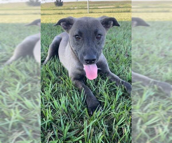 Medium Photo #2 Shepradors Puppy For Sale in Rosenberg, TX, USA