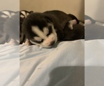 Small Photo #2 Siberian Husky Puppy For Sale in WARREN, OH, USA