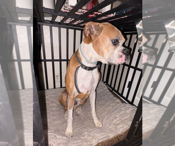 Medium Photo #3 Boxer Puppy For Sale in Austin, TX, USA