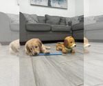 Small #1 Golden Retriever