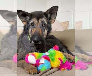 Paul Mccartney - Male German Shepherd Dog Dog for Adoption - Photo #5