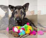 Small #4 German Shepherd Dog