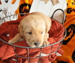 Small Photo #2 Golden Labrador Puppy For Sale in MARYVILLE, MO, USA