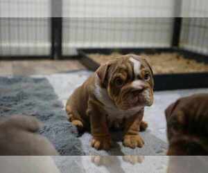 English Bulldog Puppy for Sale in LOUISA, Virginia USA