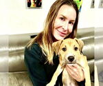 Small #2 Labrador Retriever Mix