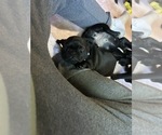 Puppy Archie Frenchie Pug