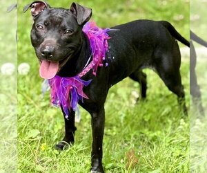 Sammy - Female Mutt Dog for Adoption - Photo #8