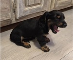 Small Photo #33 Dachshund Puppy For Sale in NEOSHO, MO, USA