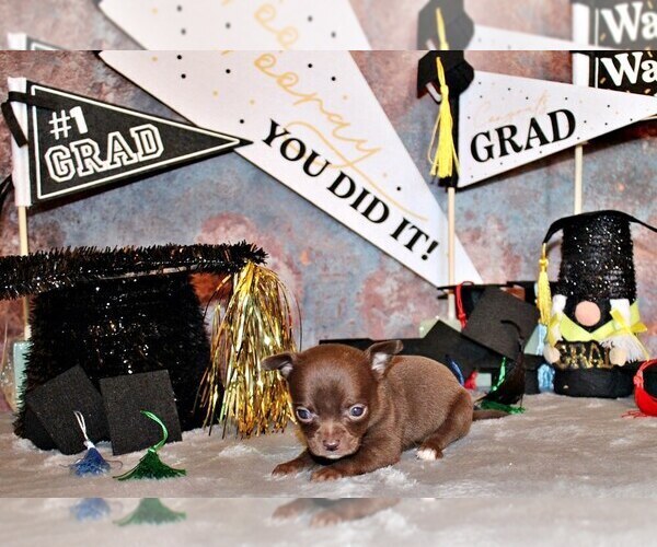 Medium Photo #3 Chihuahua Puppy For Sale in CHARLESTON, AR, USA