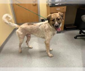 Medium Australian Shepherd Mix