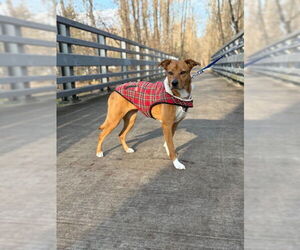 Labrador Retriever-Unknown Mix Dogs for adoption in Oakhurst, NJ, USA
